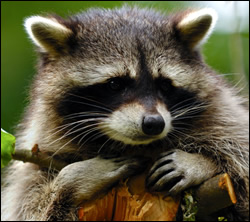 raccoon removal Katy